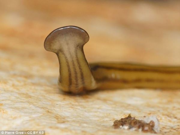 Огромные азиатские молотоголовые черви захватывают Францию