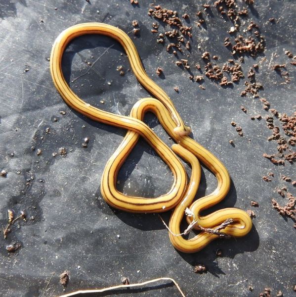 Огромные азиатские молотоголовые черви захватывают Францию