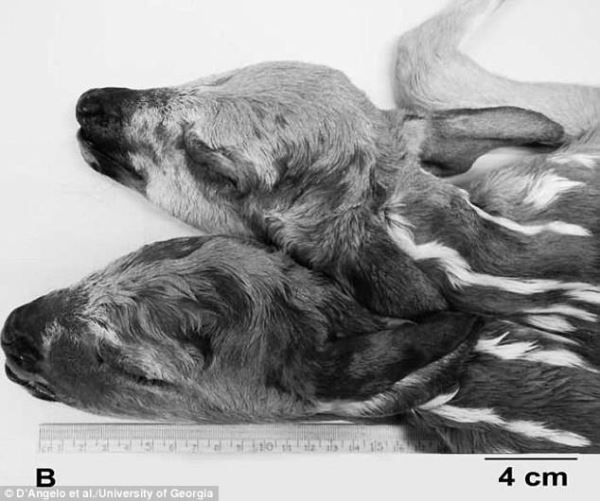 Житель Миннесоты пошел в лес за грибами, а нашел двухголового олененка