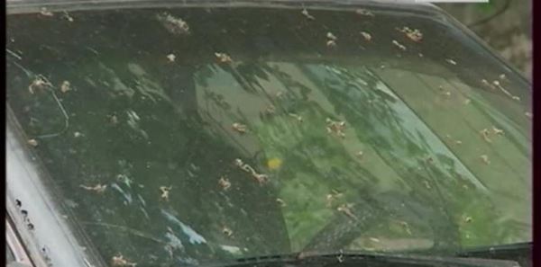 Новая загадка природы: На планете резко сократилось количество насекомых