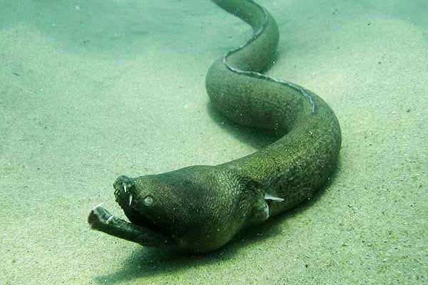 Ураган "Харви" выбросил на пляж Техас-Сити угреобразное, безглазое и зубастое существо