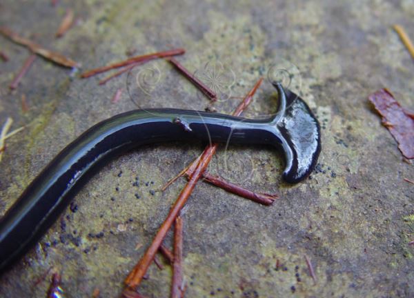 Огромные азиатские молотоголовые черви захватывают Францию