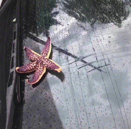 На китайский город обрушился дождь из осьминогов и креветок