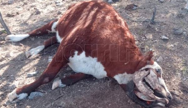 Вырезаны язык, вымя, гениталии и прямая кишка: Новые случаи увечья скота в Аргентине
