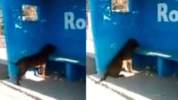 В Аргентине пес несколько дней часами смотрит на пустую синюю стену и виляет хвостом. Что он там видит?