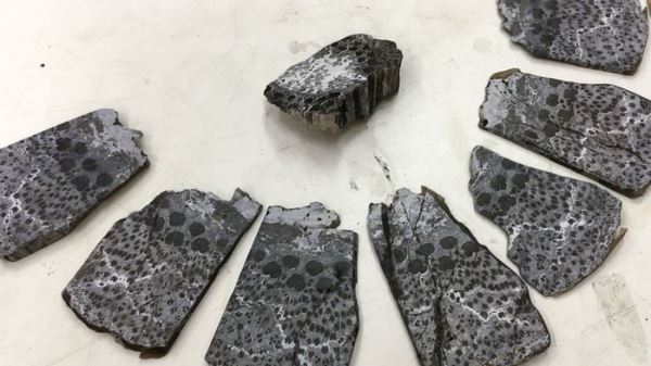 374 миллионов лет назад на Земле росли очень необычные деревья