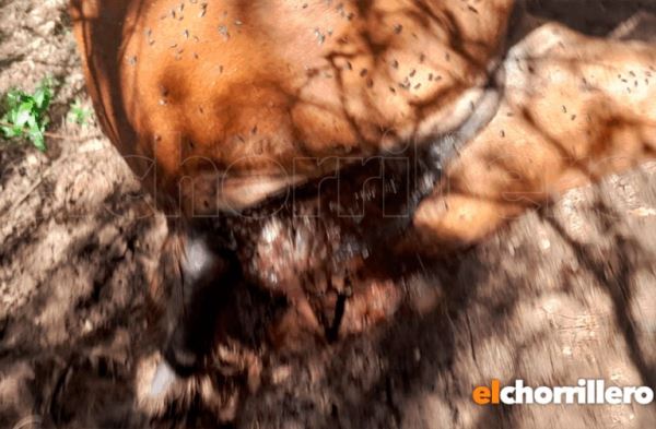 Вырезаны язык, вымя, гениталии и прямая кишка: Новые случаи увечья скота в Аргентине