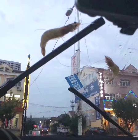 На китайский город обрушился дождь из осьминогов и креветок