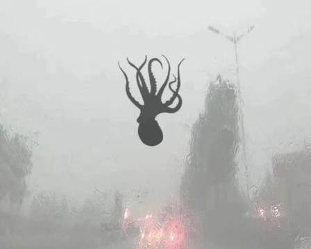 На китайский город обрушился дождь из осьминогов и креветок