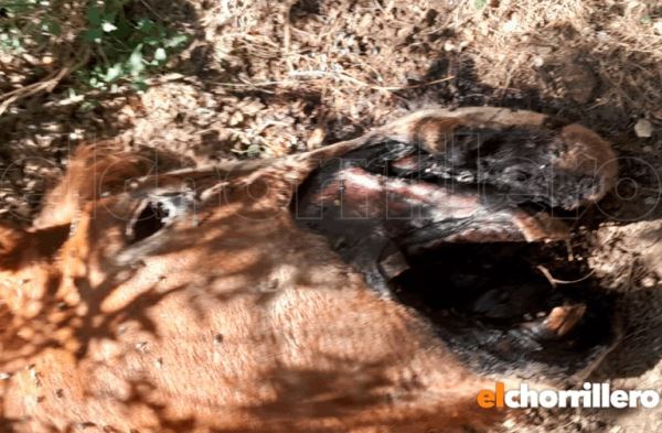 Вырезаны язык, вымя, гениталии и прямая кишка: Новые случаи увечья скота в Аргентине