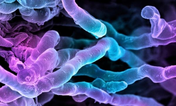 Новый мощный антибиотик десятилетиями «прятался на виду»