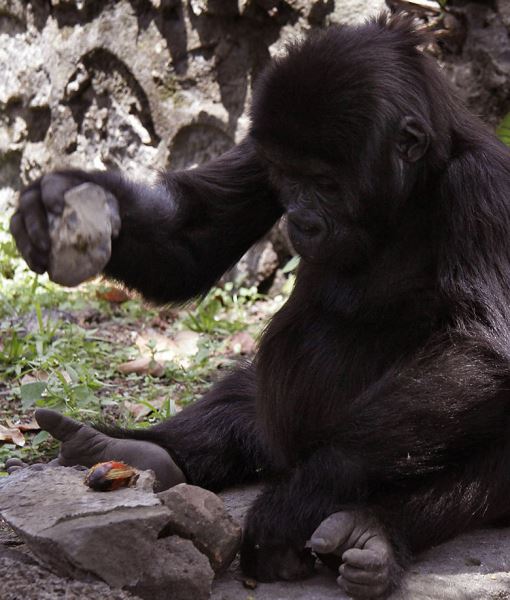 Палеоантропологи предлагают причислить шимпанзе и горилл к человеческому роду Homo