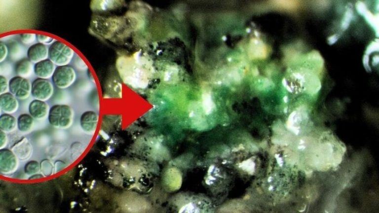 Кислород из камня: как земной микроб может открыть человечеству дорогу к звездам