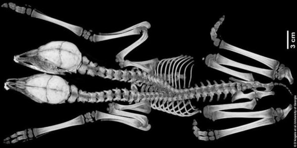 Житель Миннесоты пошел в лес за грибами, а нашел двухголового олененка