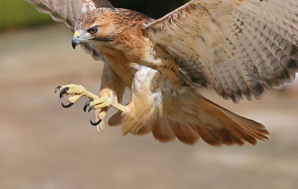 Еноты-зомби, убившие собаку выдры, ястребы, атакующие людей: В США животные словно сошли с ума