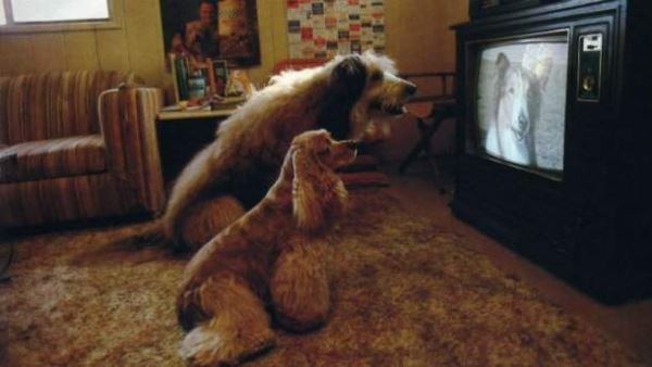 «Феномен старой собаки и телевизора» или как мы на инстинктах воспринимаем все Сверхъестественное