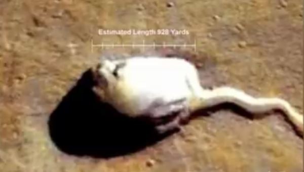 На фото с Марса найден огромный белый объект, похожий на сперматозоид