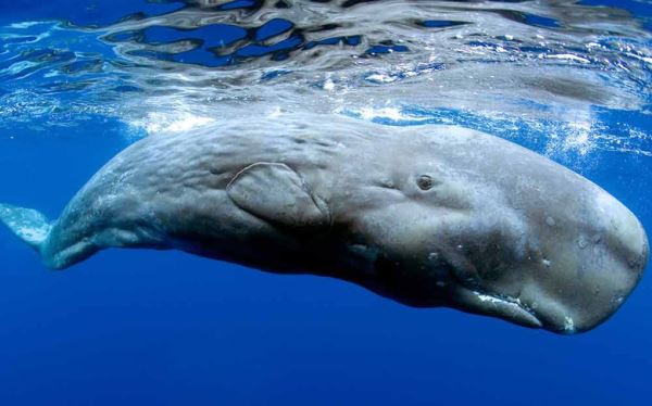 Кашалот - самое загадочное животное Земли