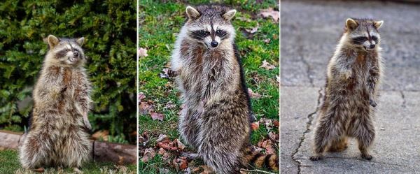 Еноты-зомби, убившие собаку выдры, ястребы, атакующие людей: В США животные словно сошли с ума