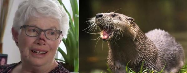 Еноты-зомби, убившие собаку выдры, ястребы, атакующие людей: В США животные словно сошли с ума