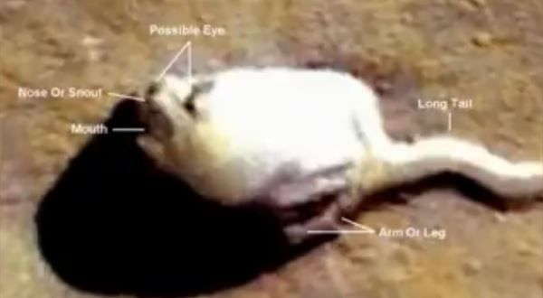 На фото с Марса найден огромный белый объект, похожий на сперматозоид